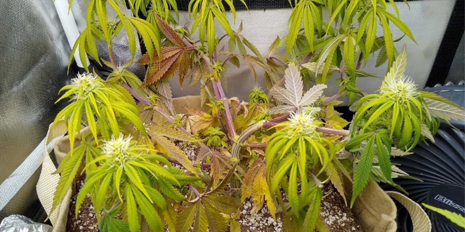 Typowe oznaki, że Twoje rośliny konopi cierpią z powodu nieprawidłowego poziomu pH