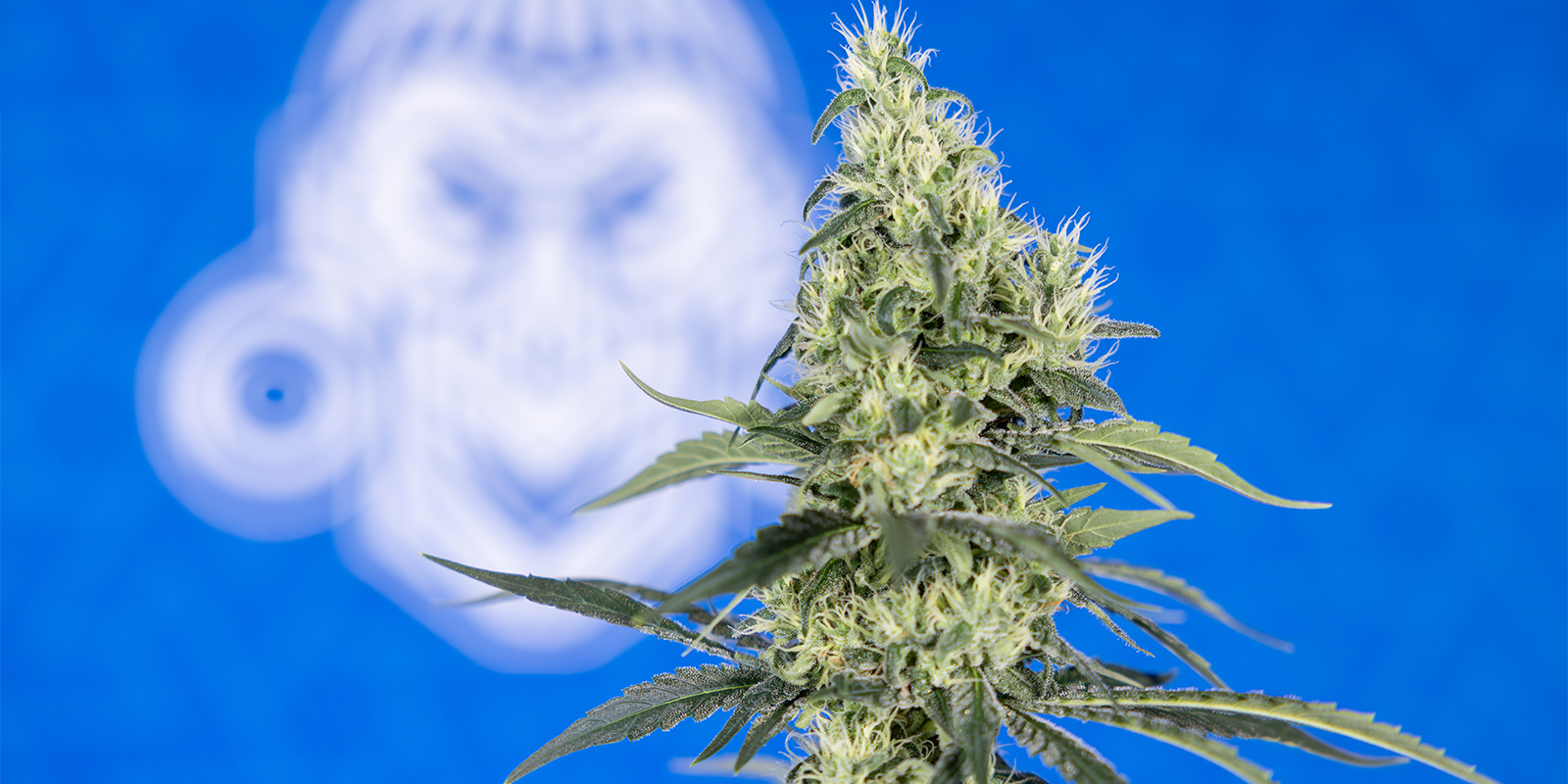 Utrzymywanie stabilnego pH przez cały okres uprawy