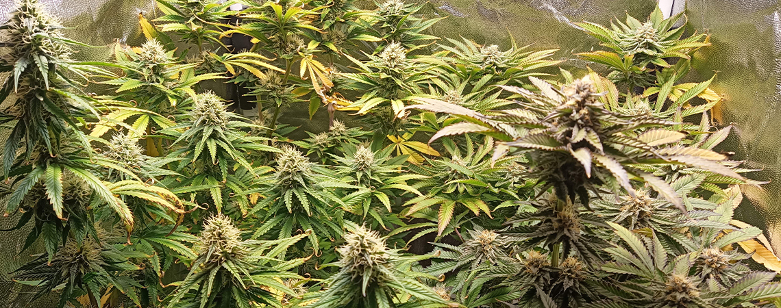 pH dla marihuany: jak mierzyć i regulować