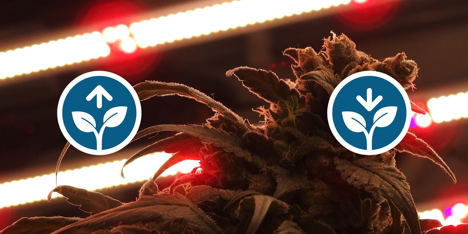 Zalety i wady cyklu 12/12