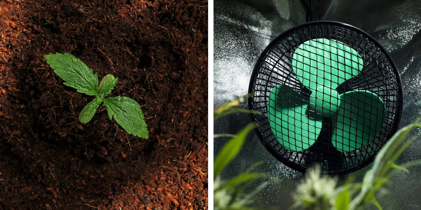 Wysokiej jakości ziemia i cyrkulacja powietrza są kluczowe