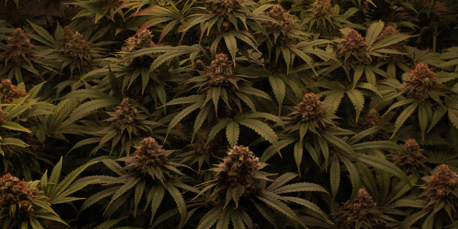 Pozw&oacute;l swoim roślinom zaszaleć na 12/12