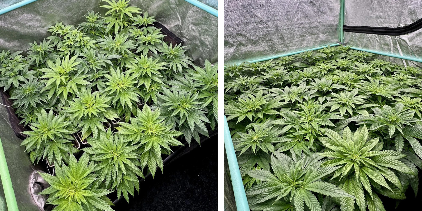 Wypr&oacute;buj metodę Sea of Green (SOG)