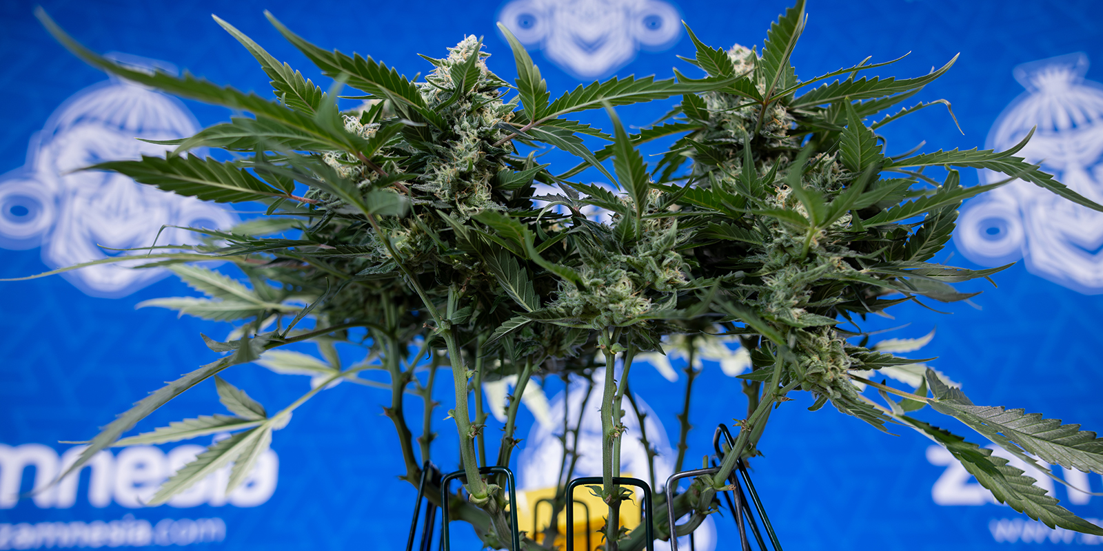 Używaj odmian feminizowanych lub automat&oacute;w