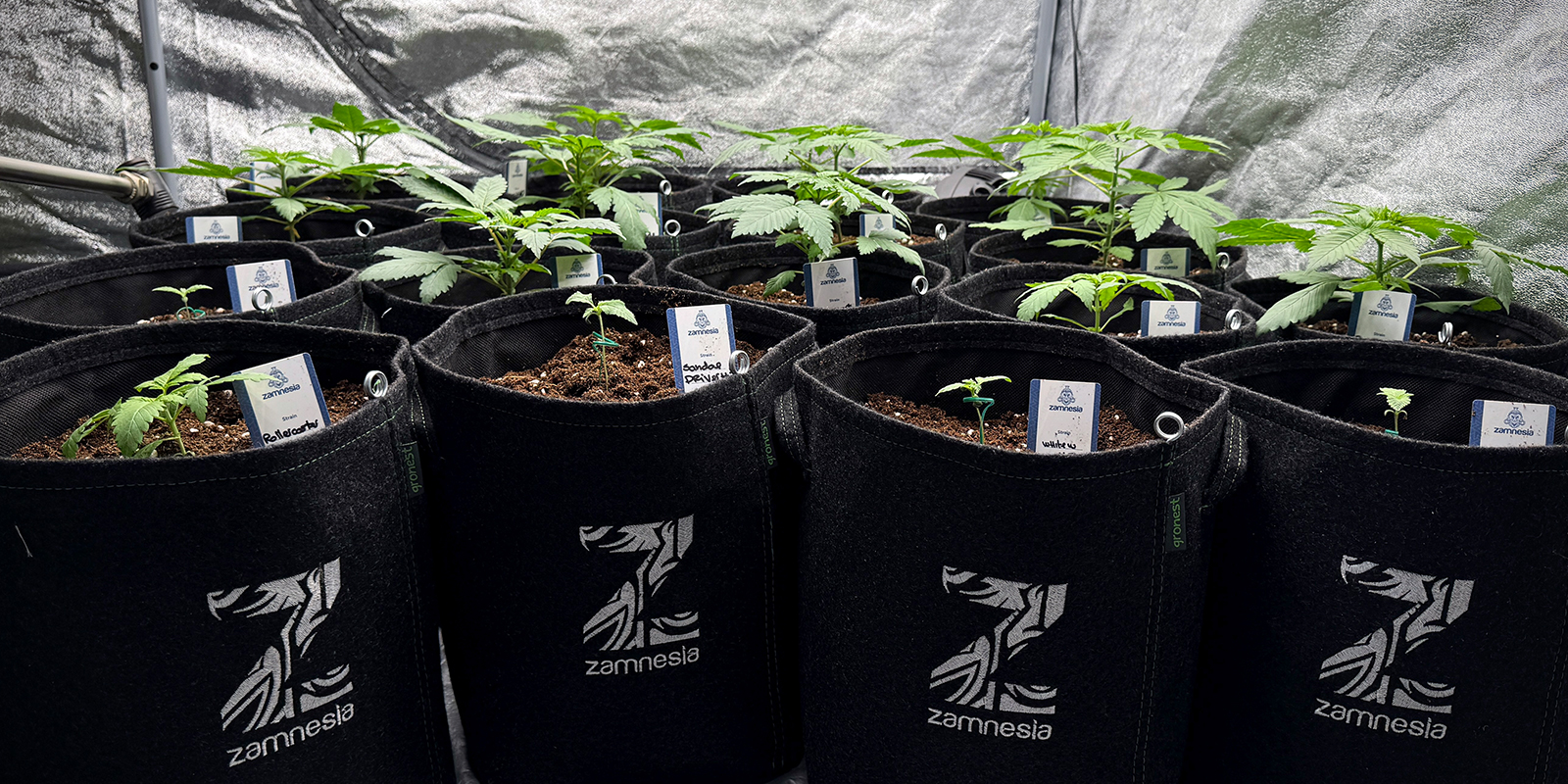 Use smaller pots (4&ndash;6 L)