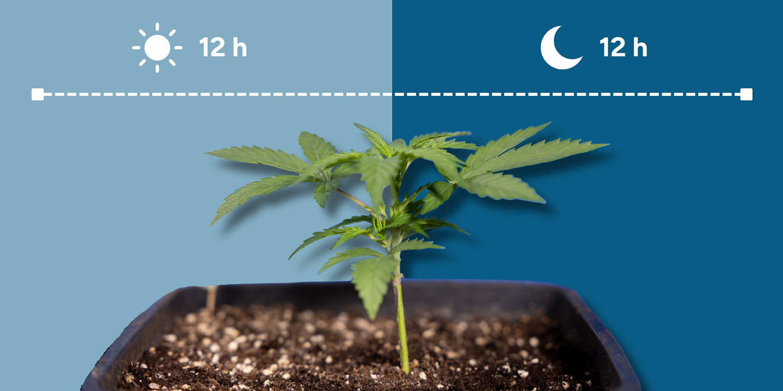 Czym jest cykl 12/12?