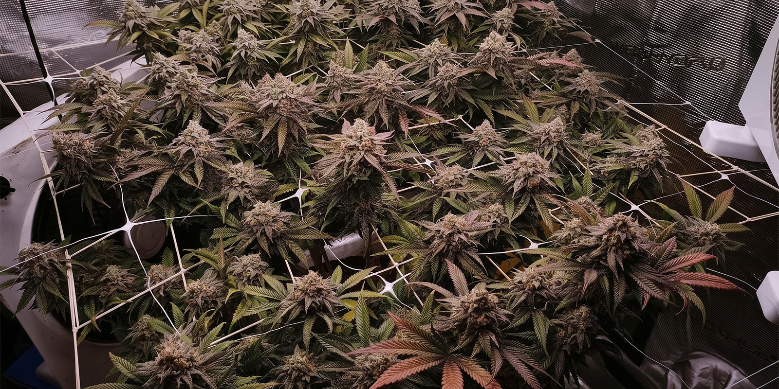 SCROG i przycinanie SCROG i przycinanie