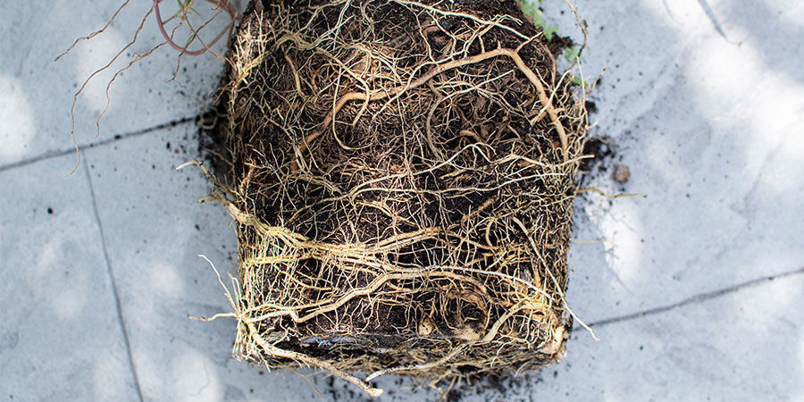 Jak rozpoznać rośliny marihuany z przerostem korzeni