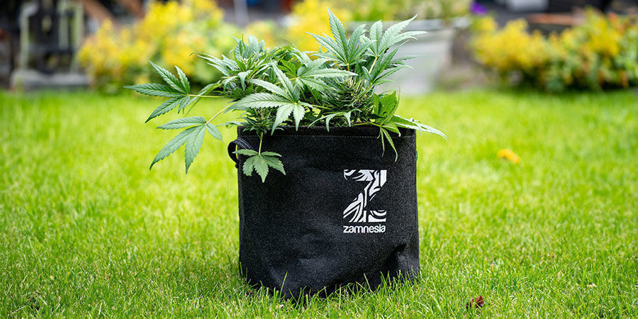 How To Prevent Root-bound Cannabis