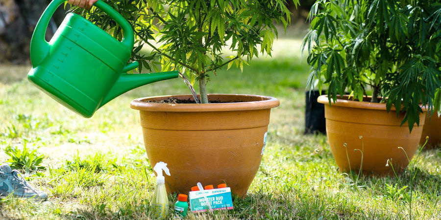 Dbaj o zdrowe, silne i swobodne korzenie