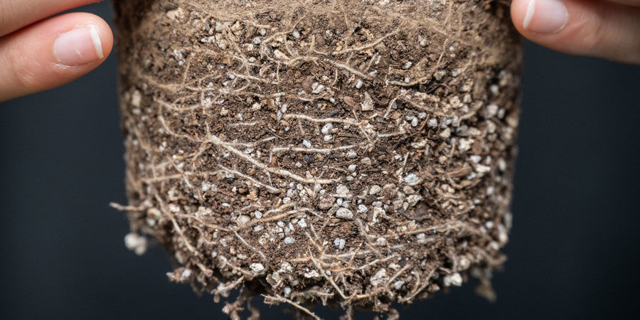 Czym jest roślina marihuany z przerostem korzeni (root-bound)?