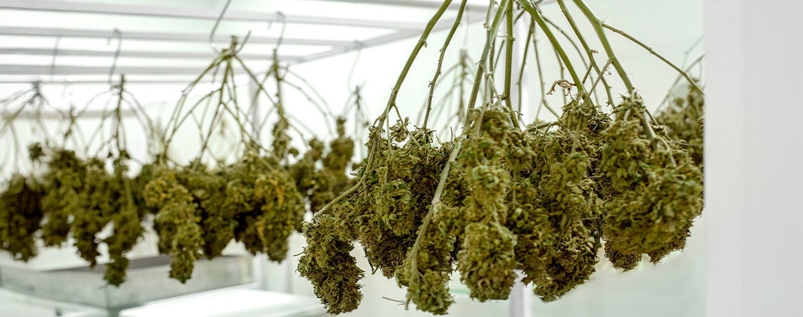 Jak suszyć marihuanę