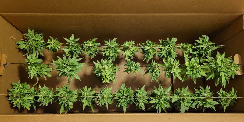 Metoda z kartonowym pudełkiem