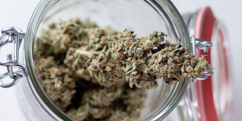 Gotowy na kolejny krok? Zacznij curingiwać swoje zioło już dziś!