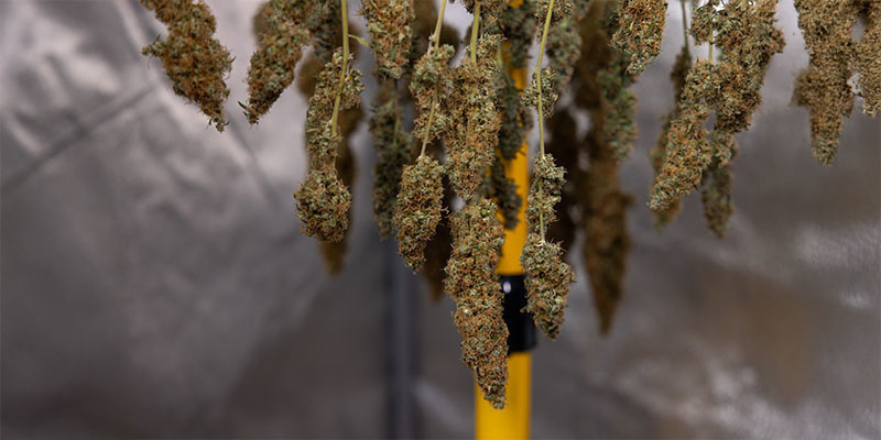 Dlaczego musisz suszyć marihuanę?