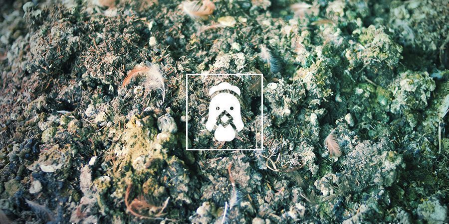 Azot w nawozach chemicznych a organicznych