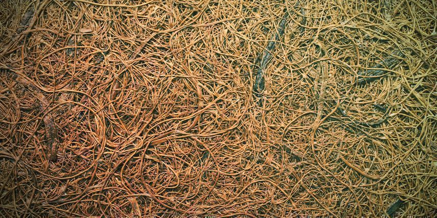 Podłoże a aeroponika i aero-hydroponika