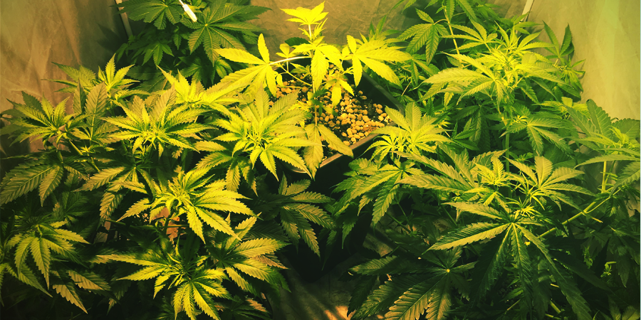 Uprawa OG Kush Growing OG Kush