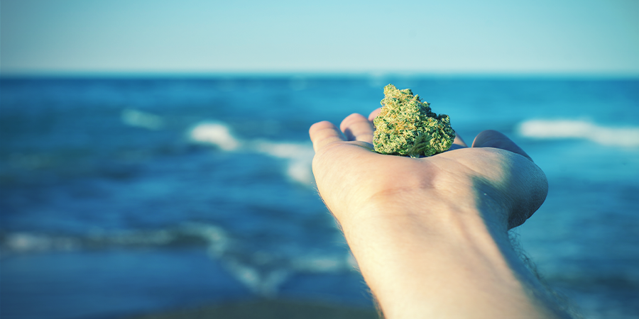 The Origins Of OG Kush The Origins of OG Kush