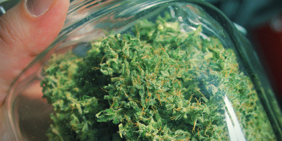 Aromat i smak Amnesia Haze