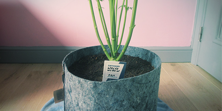 Jak rośnie White Widow Feminized?