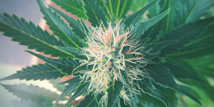 Jak mocna jest White Widow Feminized?