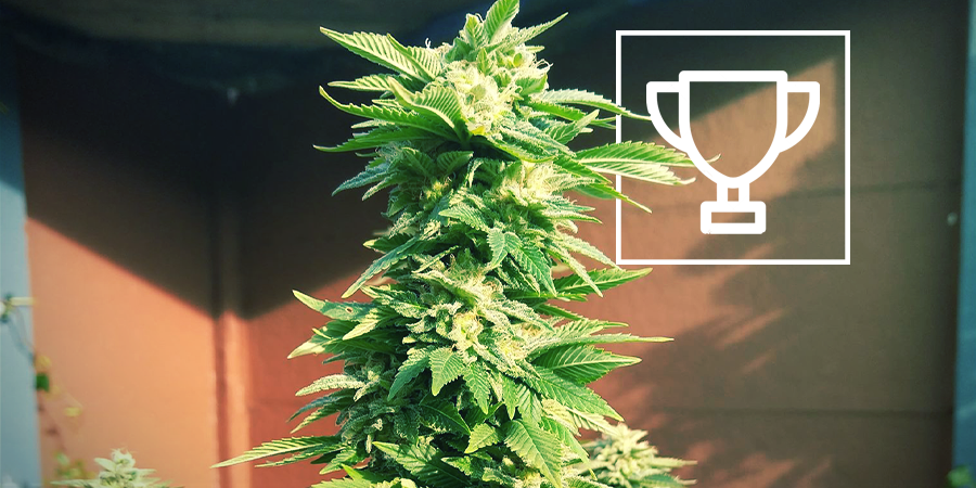 ZAMNESIA NASIONA – WHITE WIDOW: NAGRADZANY 