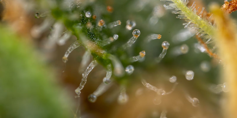 Sweet, Fresh, and Perfectly Balanced