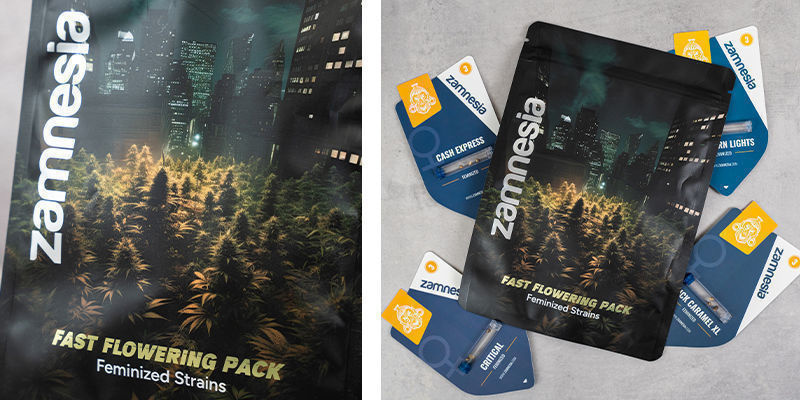 Fast Flowering Pack - odmiany feminizowane