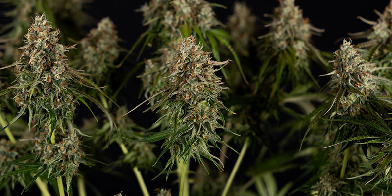 Runtz F1 Automat - Zamnesia Seeds