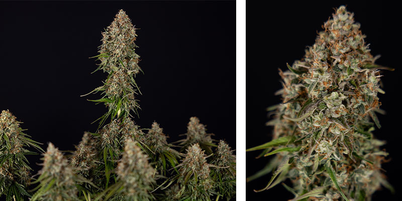 Runtz F1 Autoflower - Zamnesia Seeds