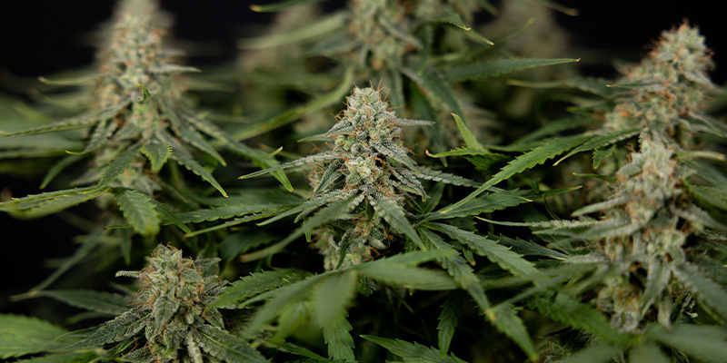 Do-Si-Dos F1 (Zamnesia Seeds) Do-Si-Dos F1 (Zamnesia Seeds)