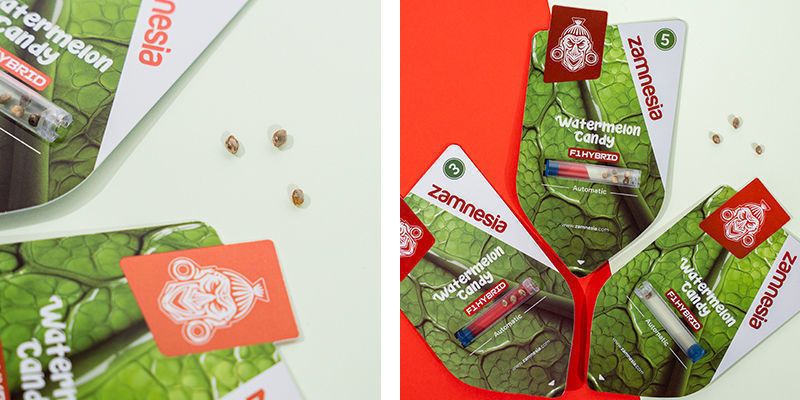 Watermelon Candy F1 Autoflower (Zamnesia Seeds) Feminized