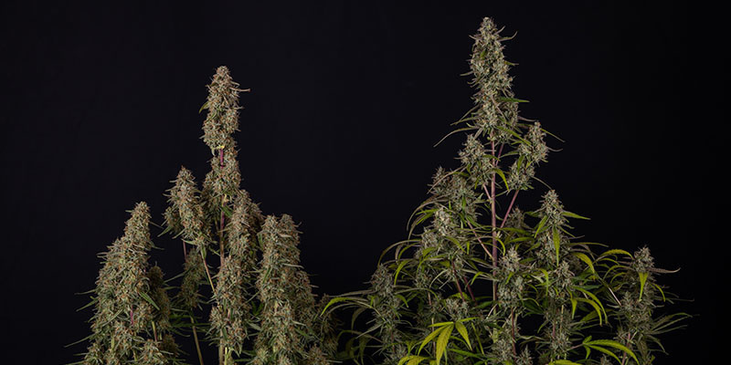 Watermelon Candy F1 Zamnesia Seeds