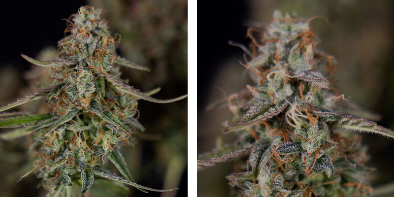 Watermelon Candy F1 Autoflower (Zamnesia Seeds) Feminized