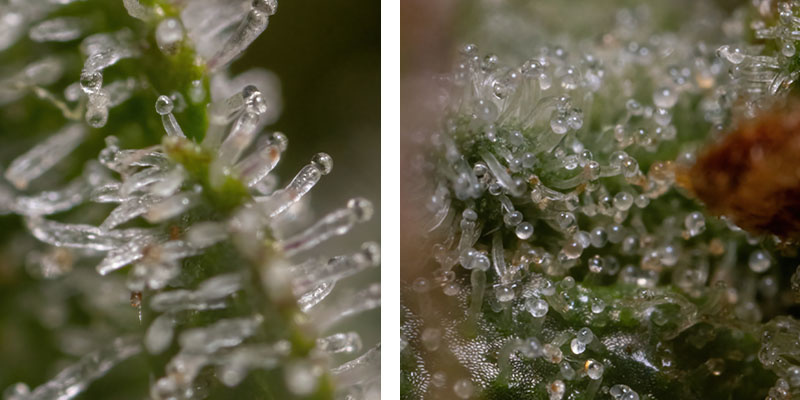 Wurlz F1 Automat - Nasiona Zamnesia