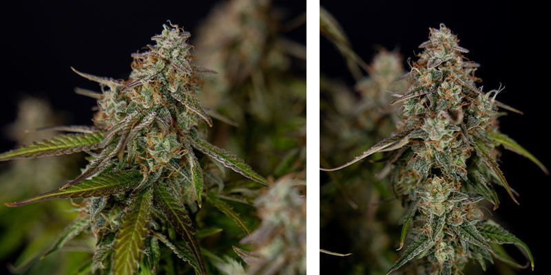 Wurlz F1 Automat - Zamnesia Seeds