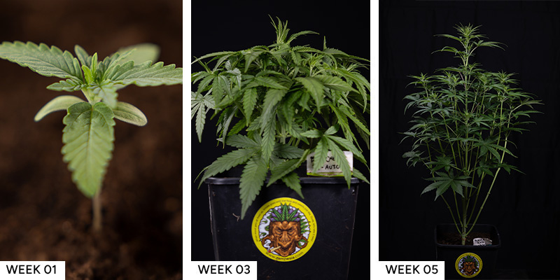 Blue Cheese F1 Hybrid nasiona marihuany