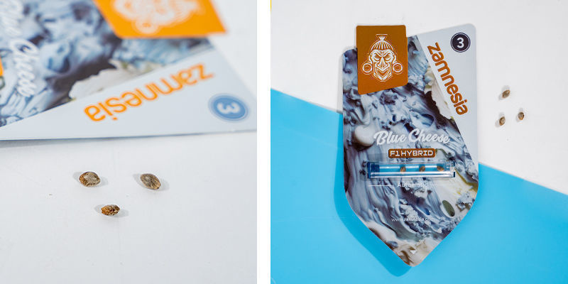 Blue Cheese F1 Autoflower (Zamnesia Seeds) Feminized