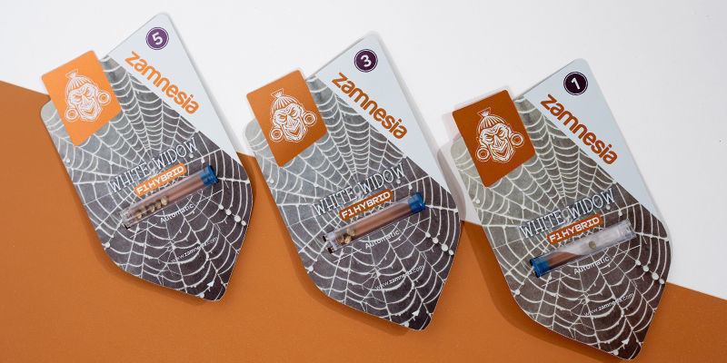 White Widow F1 Automat (Zamnesia Seeds) Feminizowane