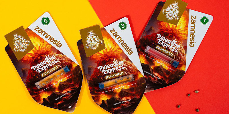 Pineapple Express F1 Automat (Zamnesia Seeds) Feminizowane