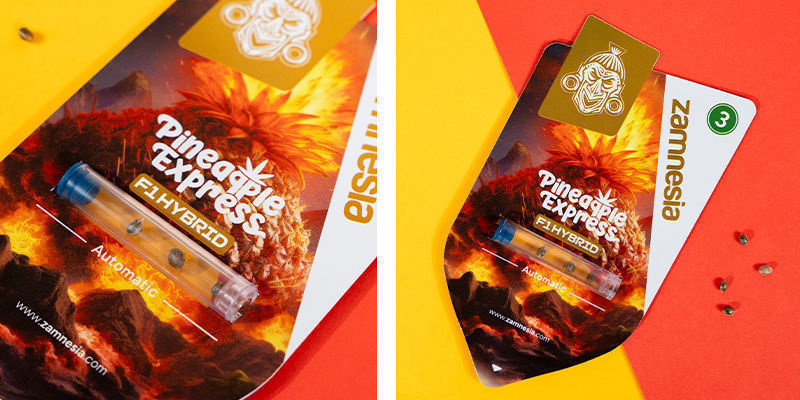 Pineapple Express F1 Automat (Zamnesia Seeds) Feminizowane