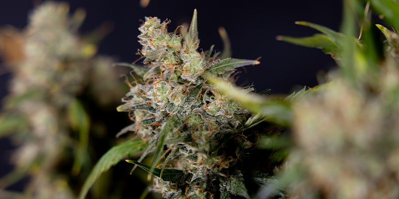 Sticky Broccoli (Zamnesia Seeds) Feminizowane