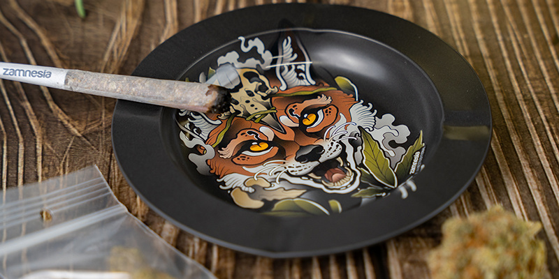 Zwiadowczy Lis Tribe