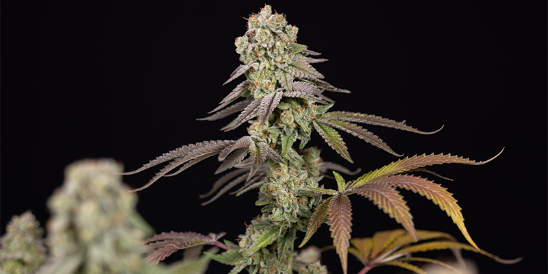 LA Kush Cake kwiat