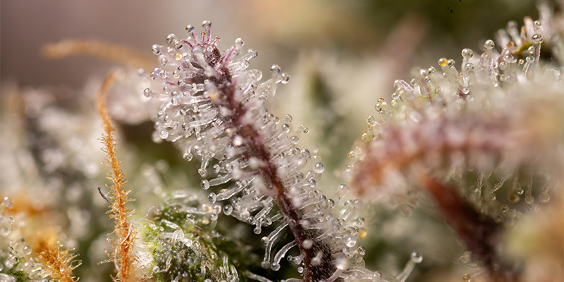 LA Kush Cake trichomy