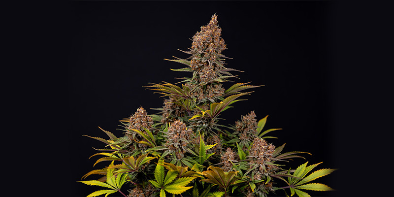 Black Runtz (Zamnesia Seeds) Black Runtz (Zamnesia Seeds)