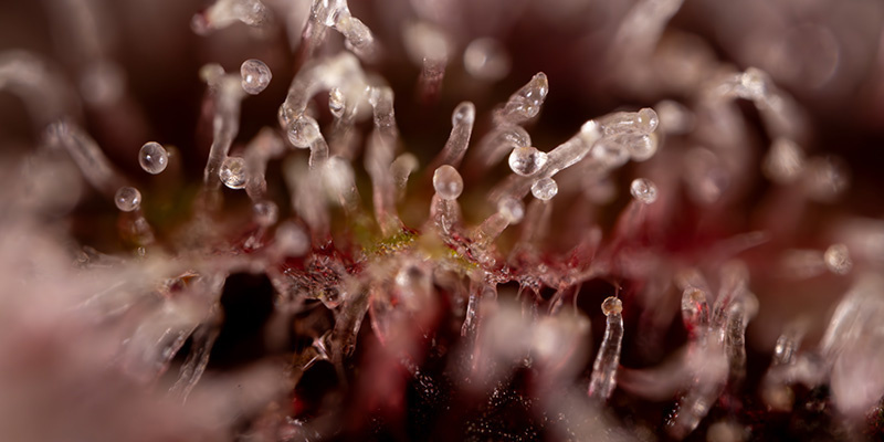 Purple Urkle (Zamnesia Seeds)