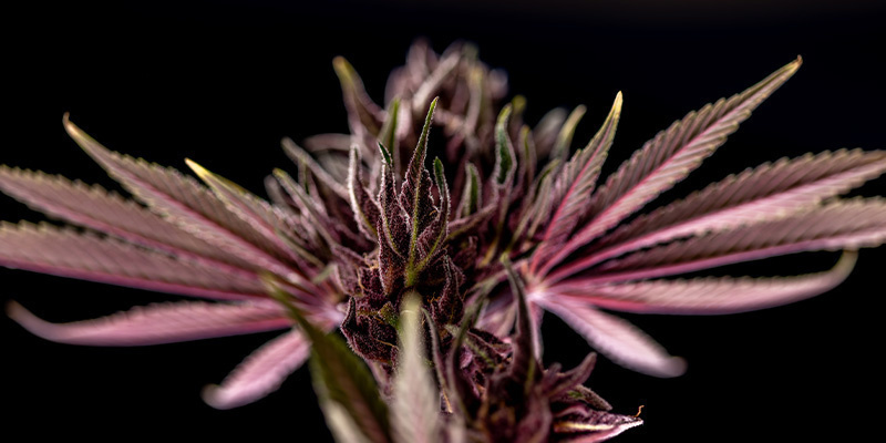 Purple Urkle (Zamnesia Seeds)