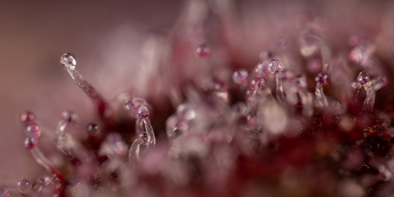 Slurricane (Zamnesia Seeds)